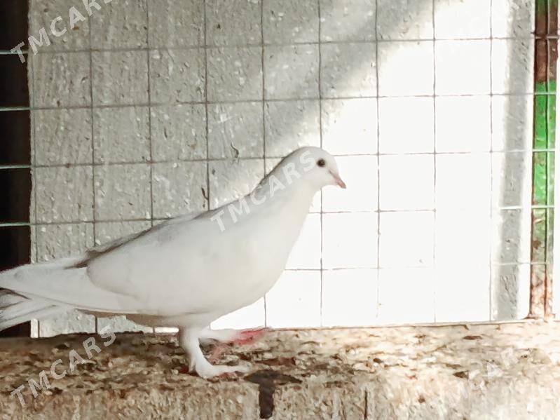 Kepderi - Gökdepe - img 3