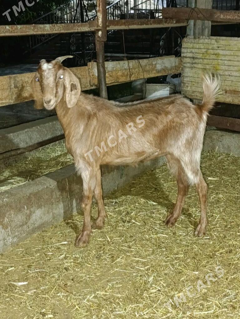 geçiler - Багир - img 2