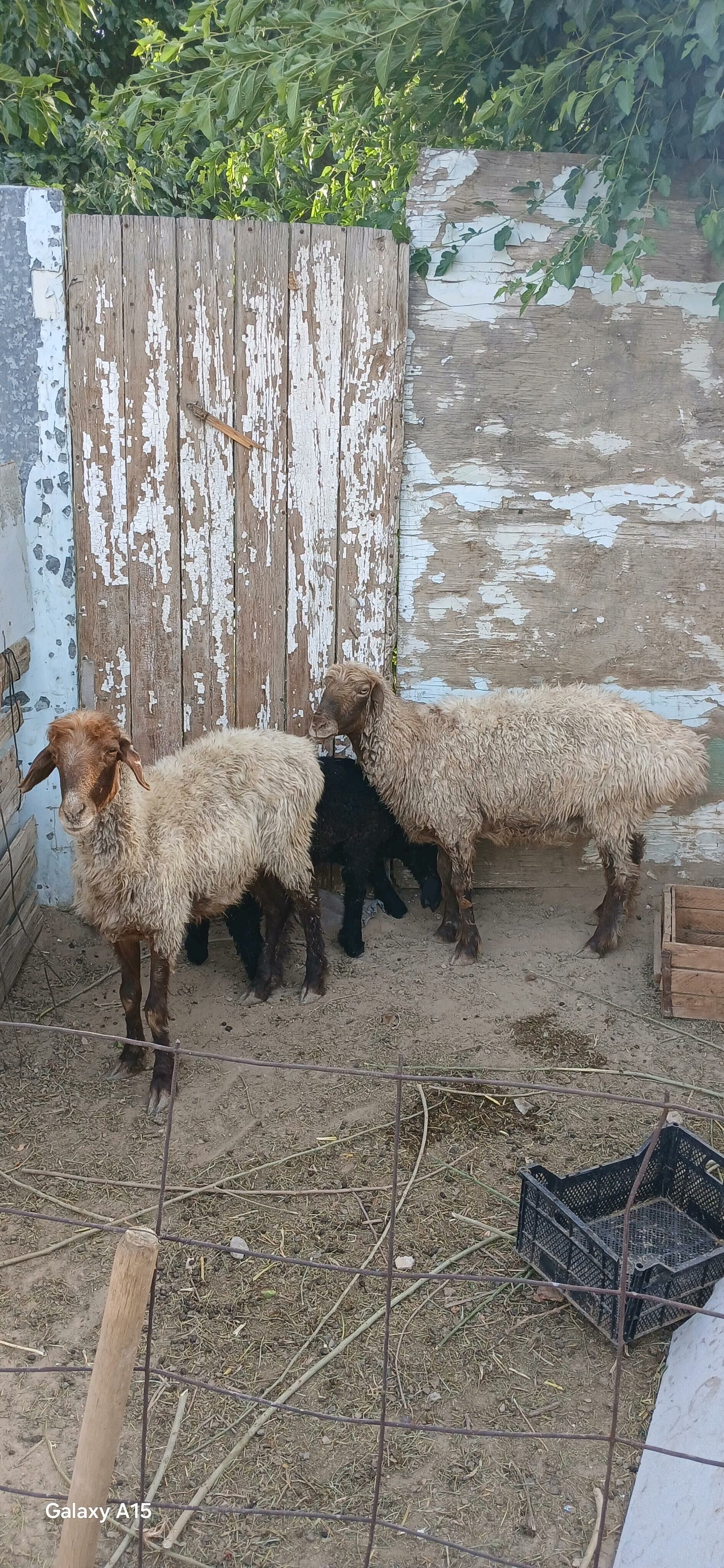 Tokly goyun geci - Köşi - img 3