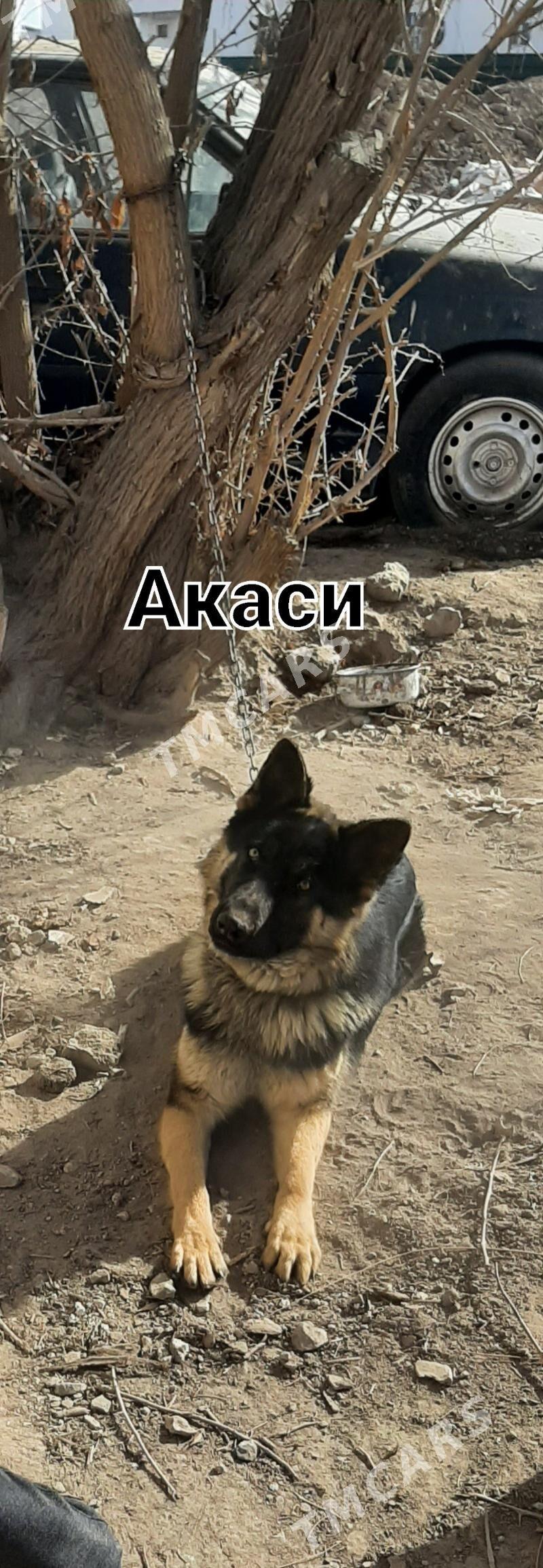Нимецский Авчарка - Дашогуз - img 3