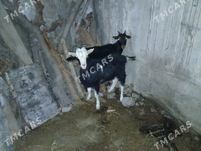 dog geçi/ гечи - 30 мкр - img 3