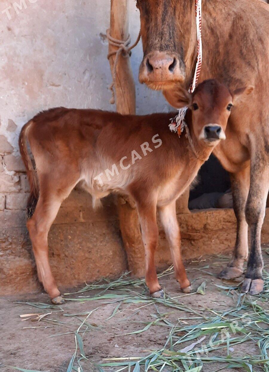 GÖLELİ SYGYR - Köneürgenç - img 2