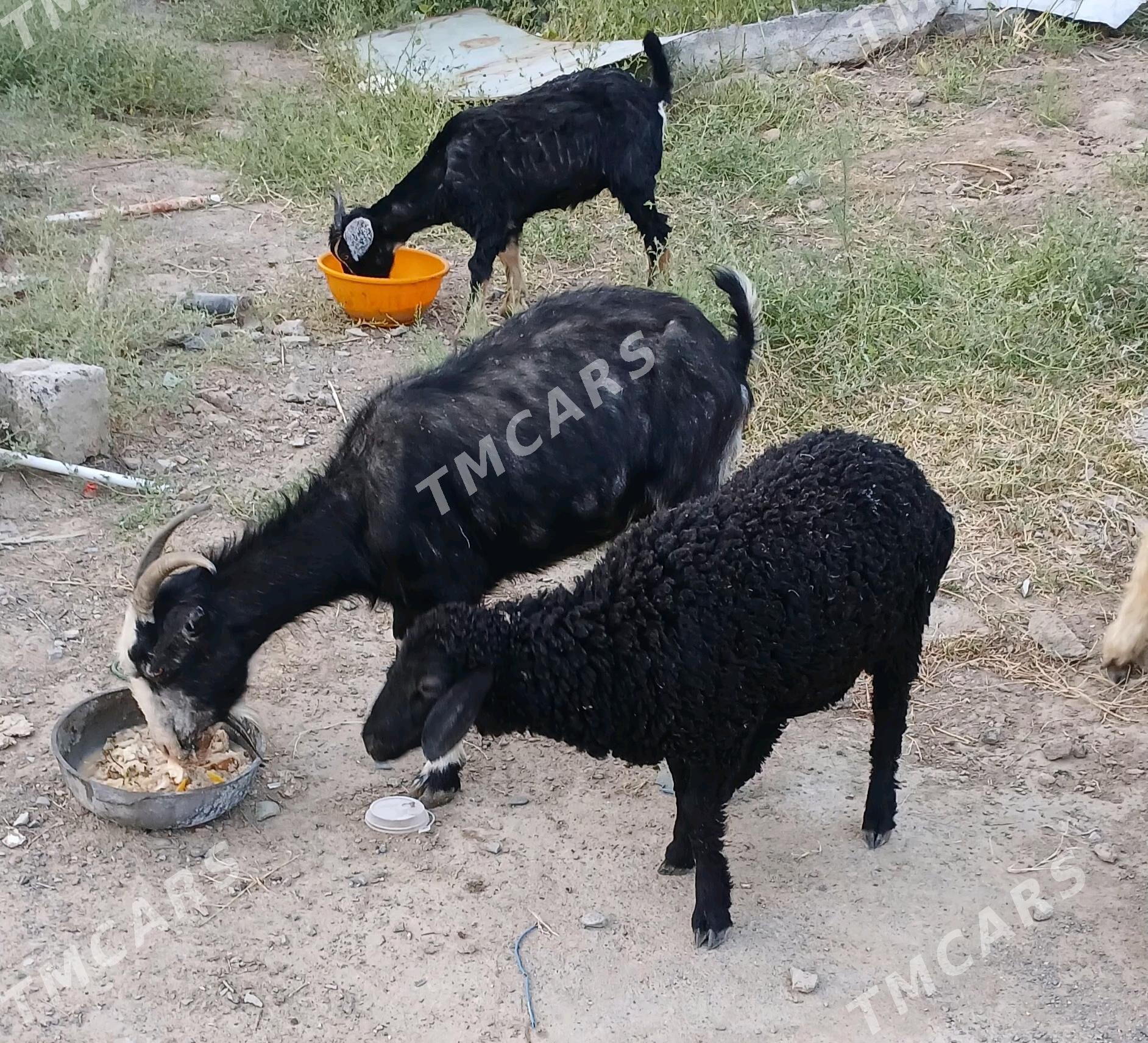 Tokly Geçi garaköli - Garadamak - img 3