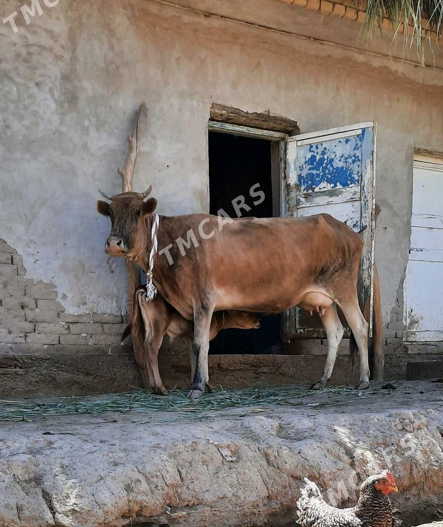 GÖLELİ SYGYR - Köneürgenç - img 3