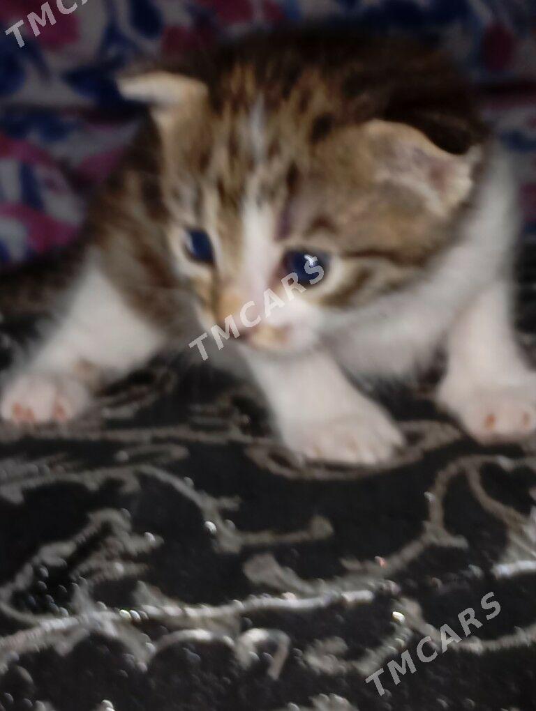 Котенок голубаглазый - Туркменабат - img 4