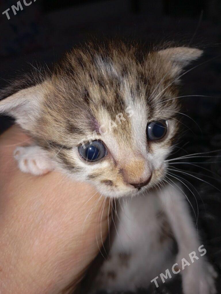 Котенок голубаглазый - Туркменабат - img 2
