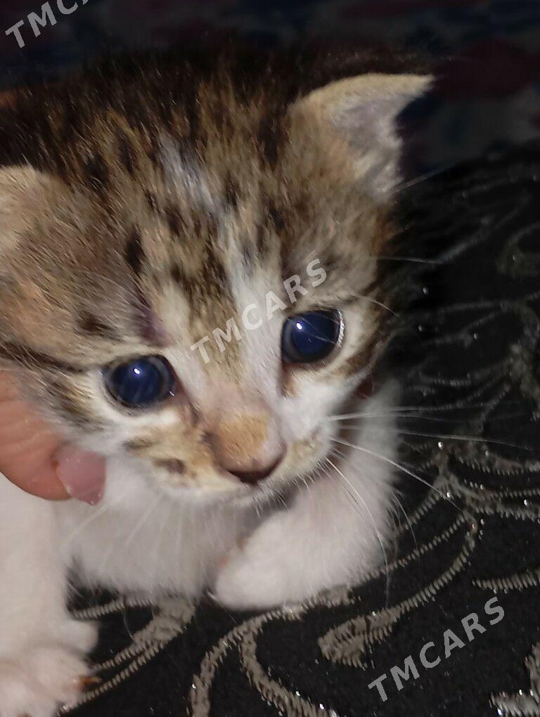 Котенок голубаглазый - Туркменабат - img 5