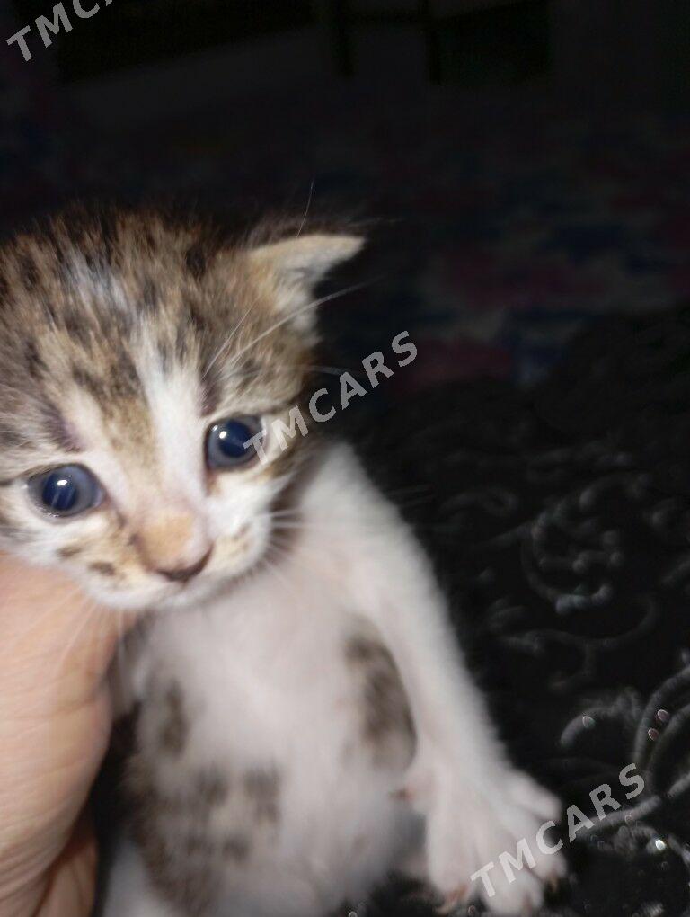Котенок голубаглазый - Туркменабат - img 3