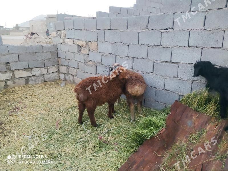 tokly - Balkanabat - img 2