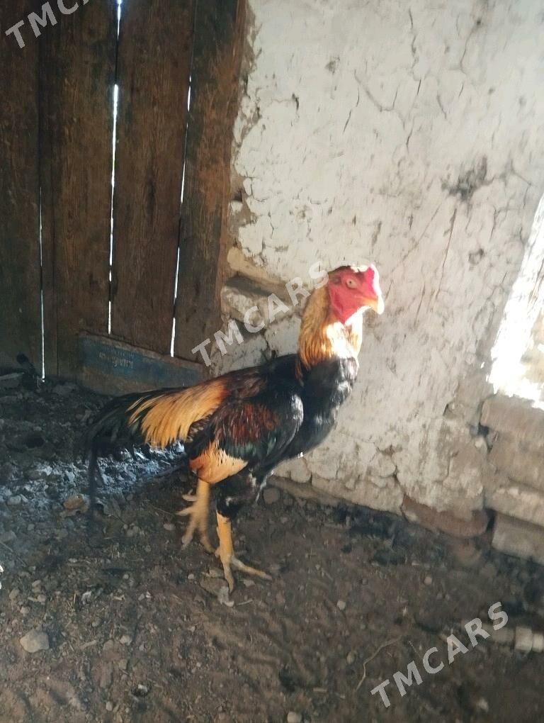 horaz - Baýramaly - img 3