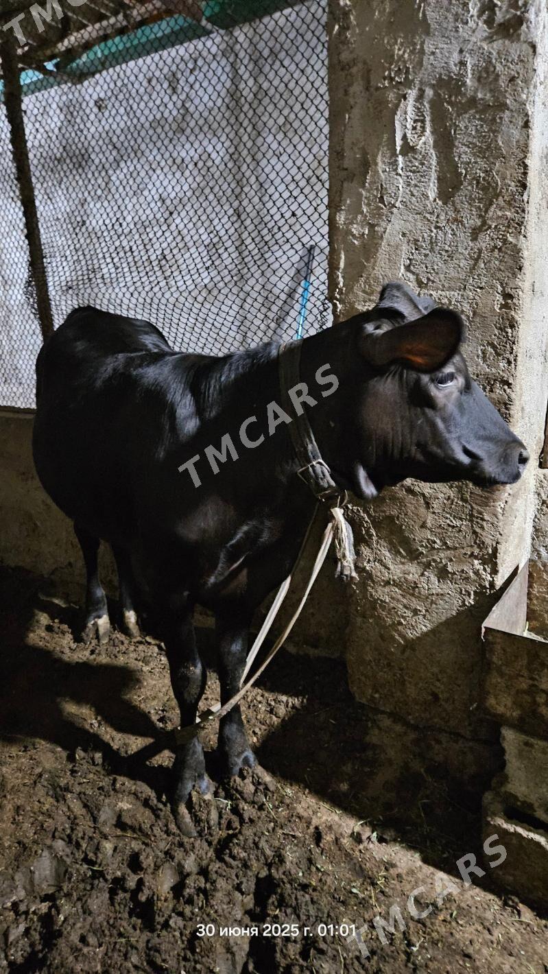 sygyr, tohum gibrit tüwe - Гёкдже - img 2