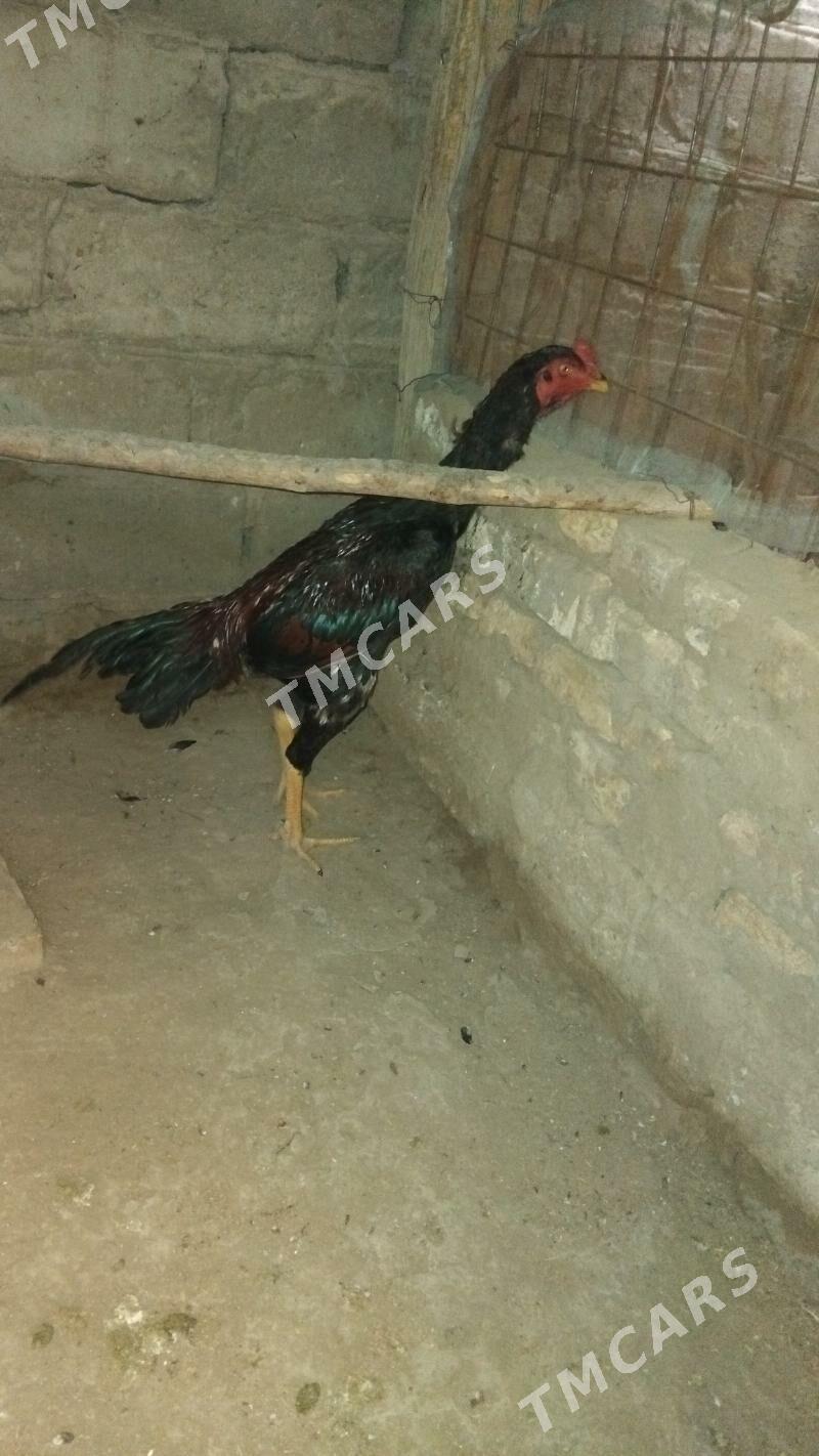 taskent - Tejen - img 1