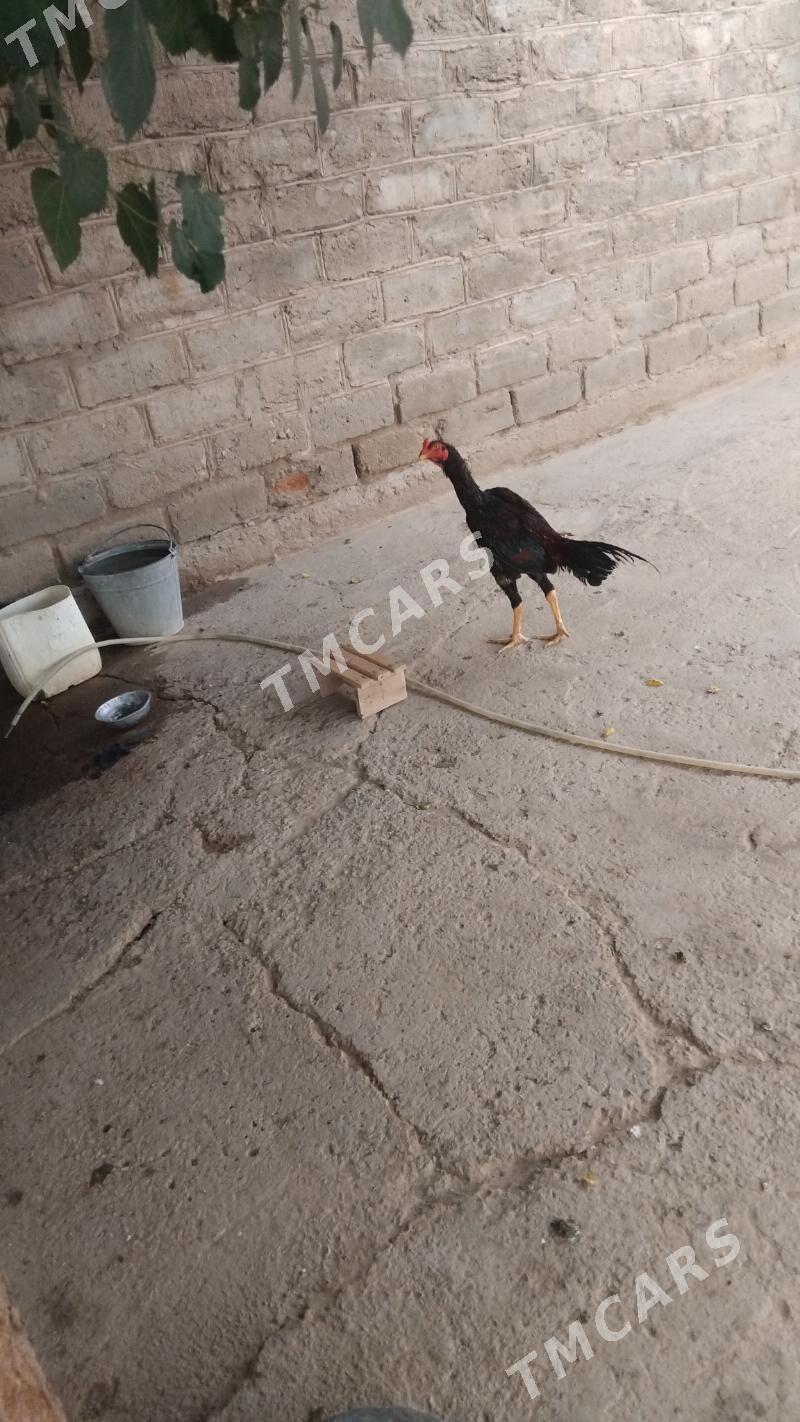 taskent - Tejen - img 4