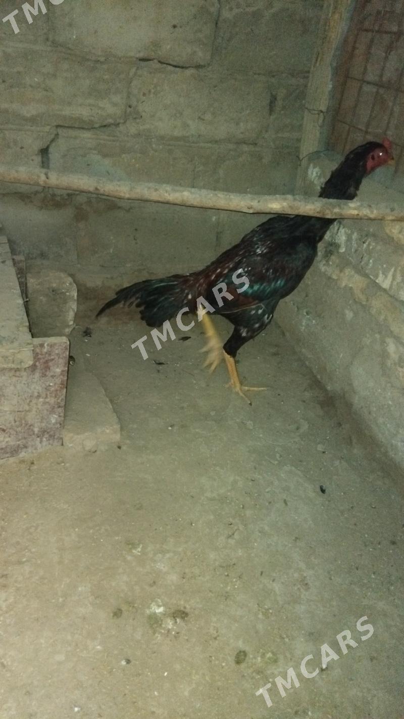 taskent - Tejen - img 2