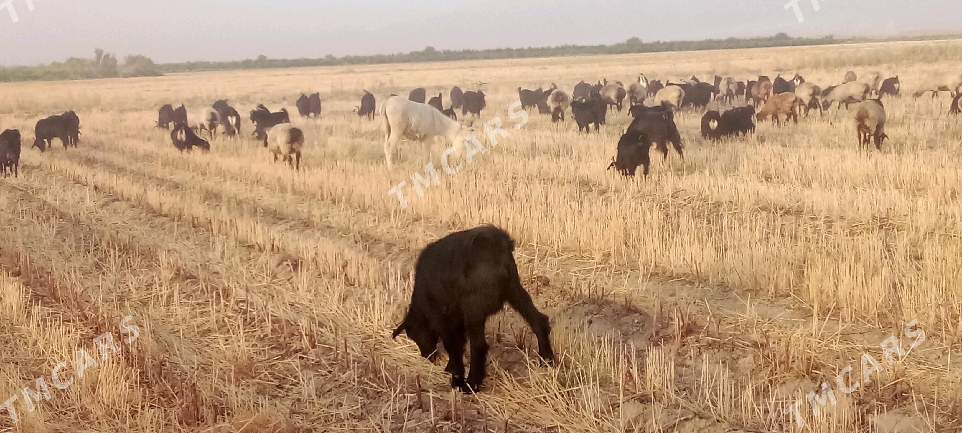 Eşek - Gökdepe - img 1