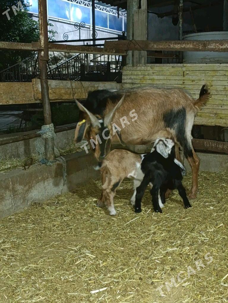 Mitis ekiz owlakly geci - Bagyr - img 2