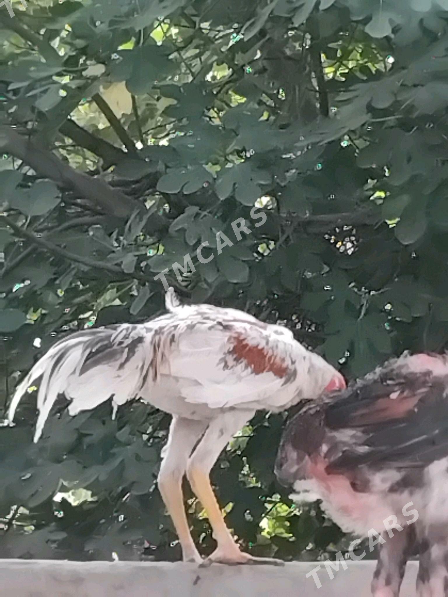 taskent xoraz - Кипджак - img 2