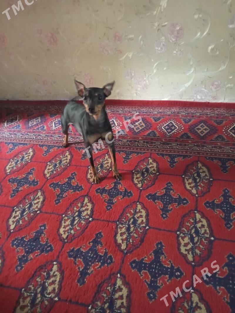 собака - Ашхабад - img 2