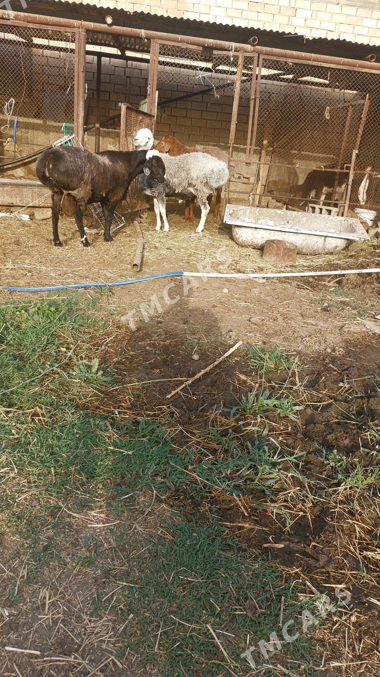 goç - Bagyr - img 3