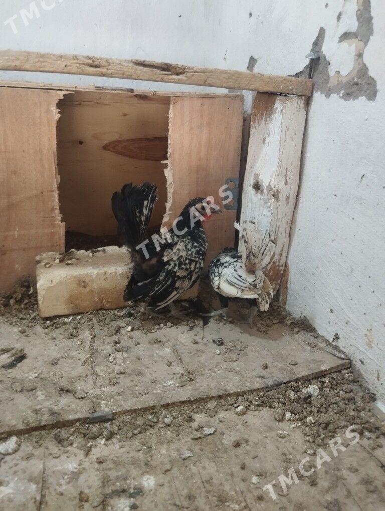 zbrayt bir para - Sakar - img 2