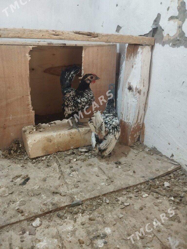zbrayt bir para - Sakar - img 3