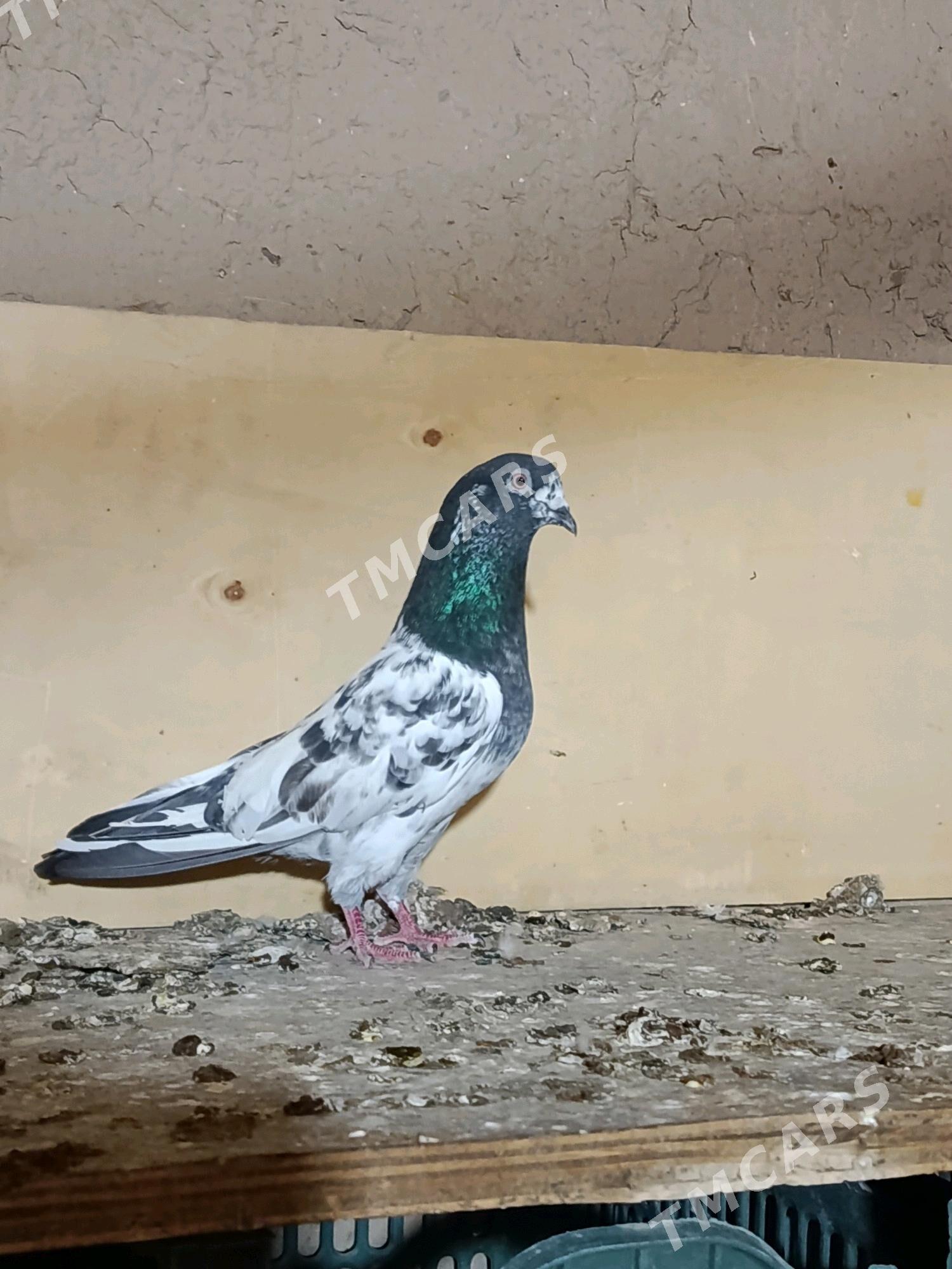 kepderi - Mary - img 2