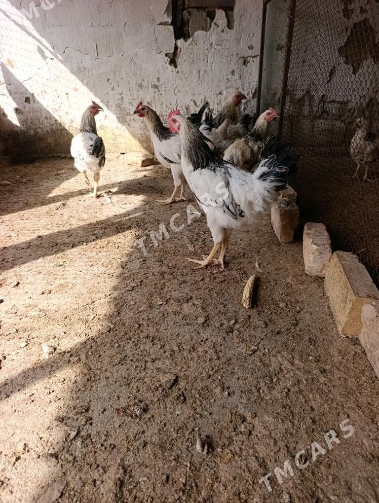 Horaz - Aşgabat - img 2