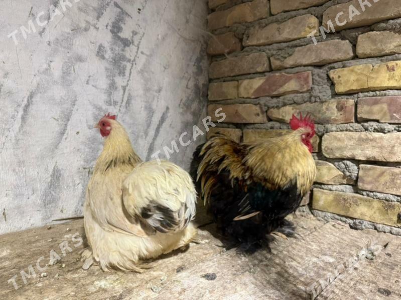 karlik - Çoganly - img 2