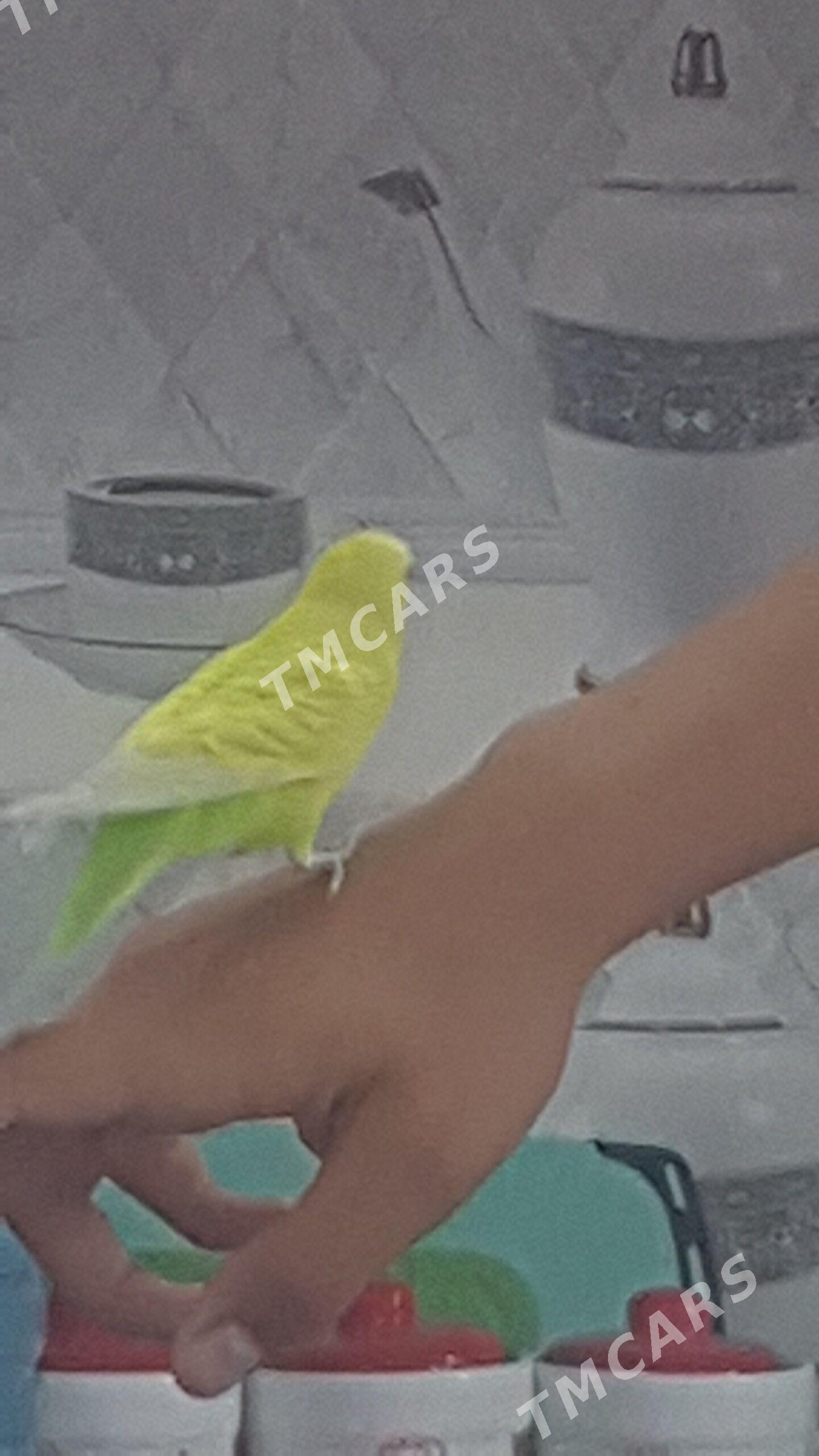 папугай - Daşoguz - img 6