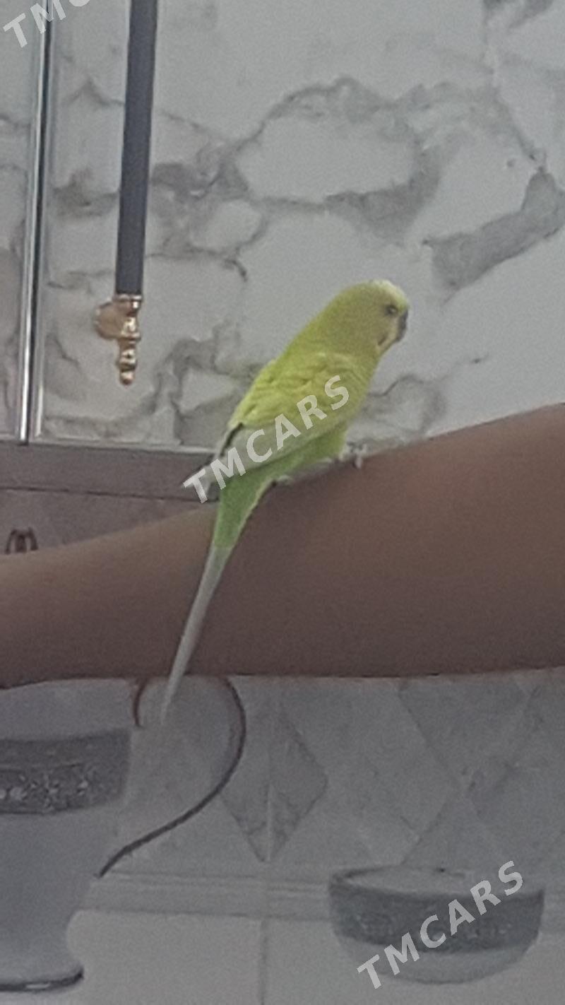 папугай - Daşoguz - img 2