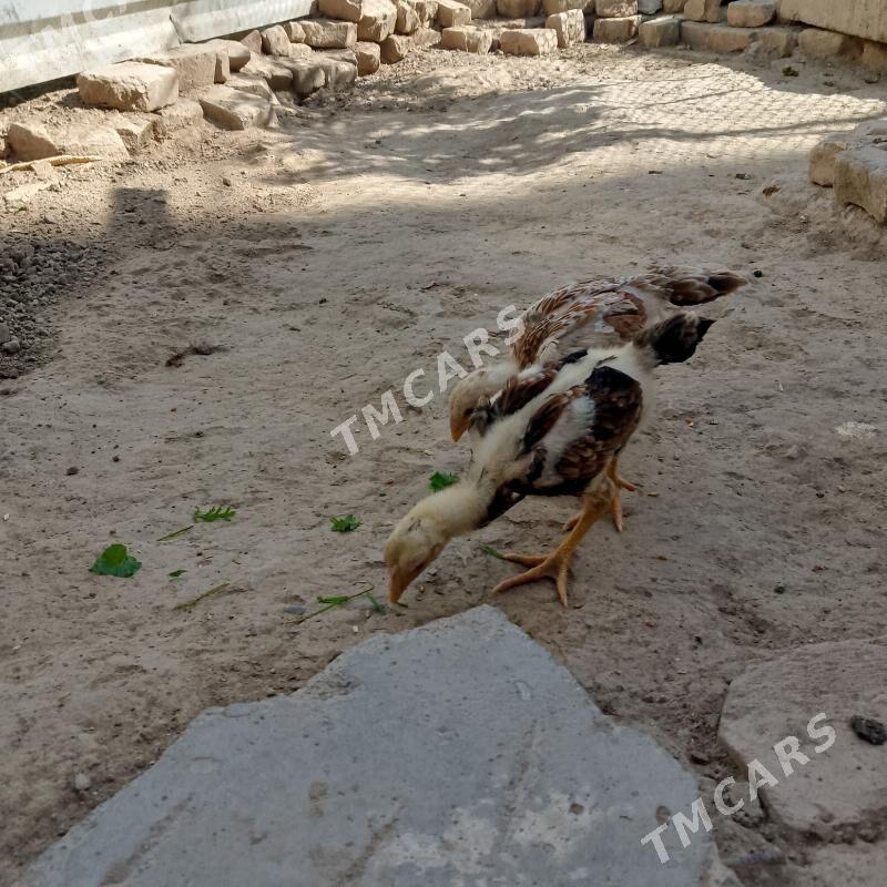 juje - Türkmenabat - img 2