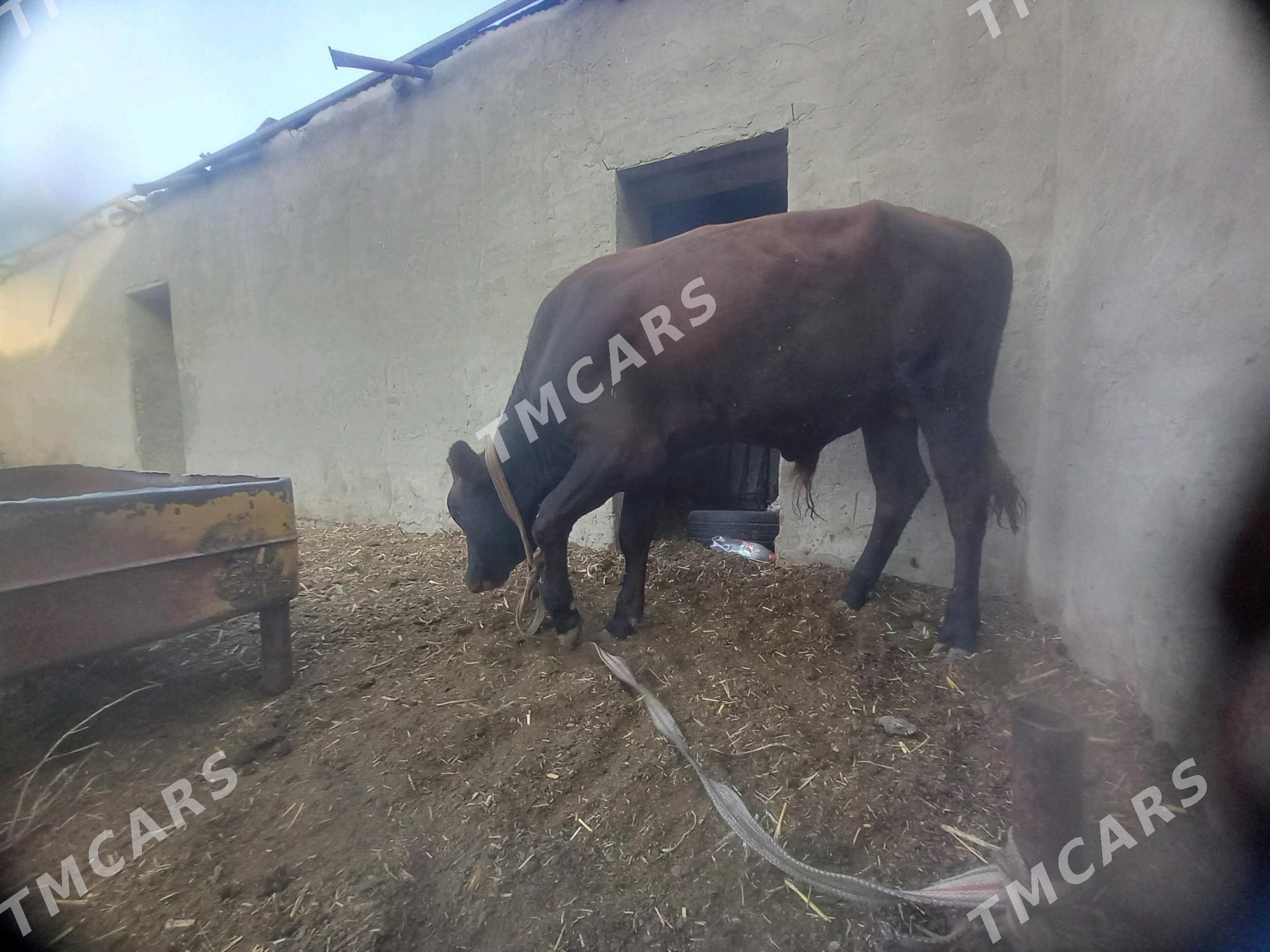 okuz goleli sygyr gole gulajyn - Mary - img 10