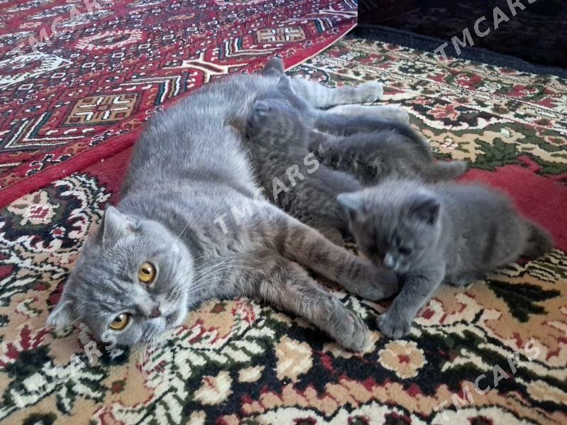 Шотландские вислоухие котята - Туркменабат - img 4