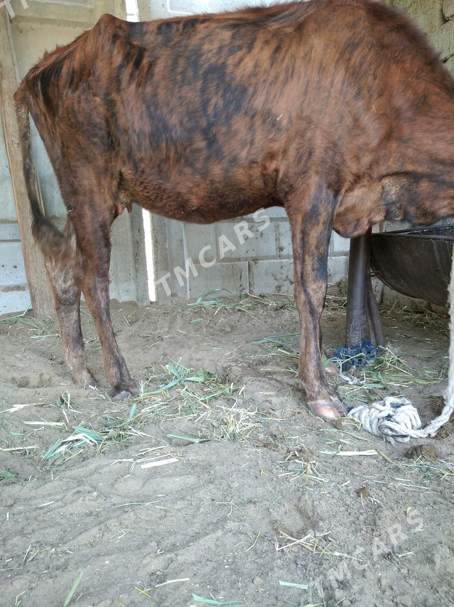 goleli sygyr - Гёкдепе - img 2
