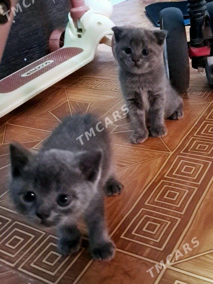 Шотландские вислоухие котята - Туркменабат - img 2
