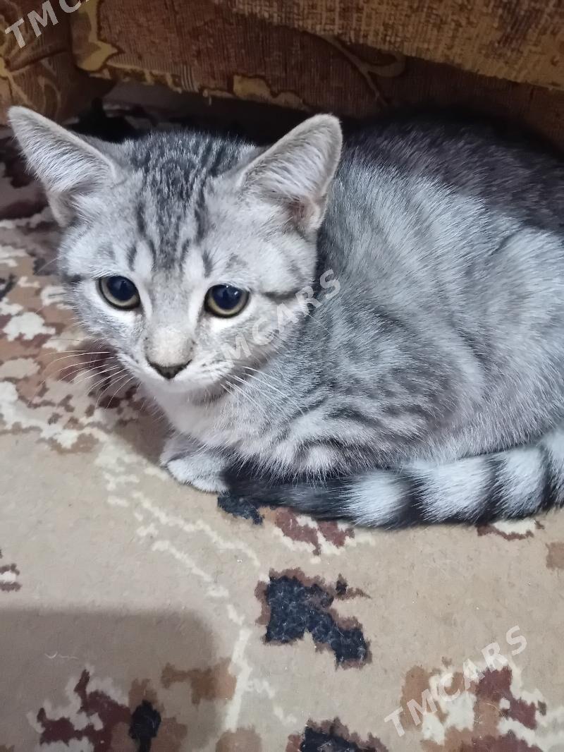 котята шотландские остроушки - Ашхабад - img 2