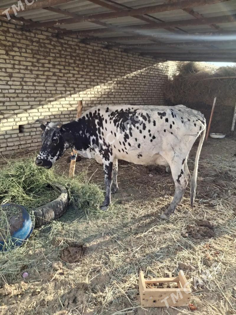 GÖLELİ SYGYR - Baýramaly - img 3