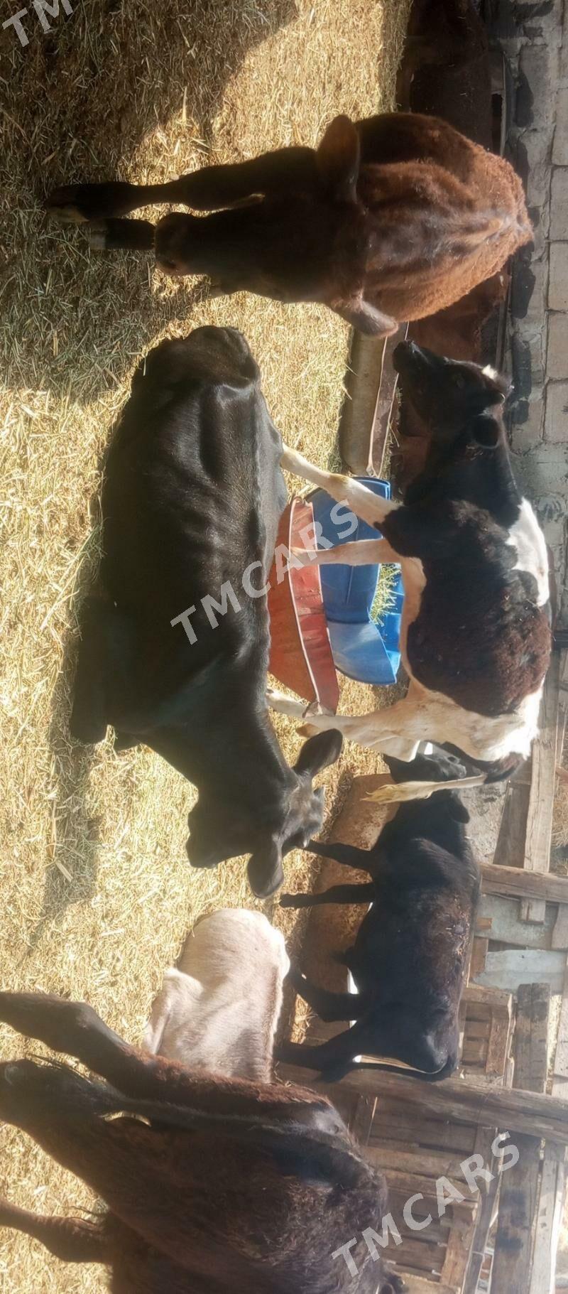 öküzçe tüwe öküz göle - Ашхабад - img 4
