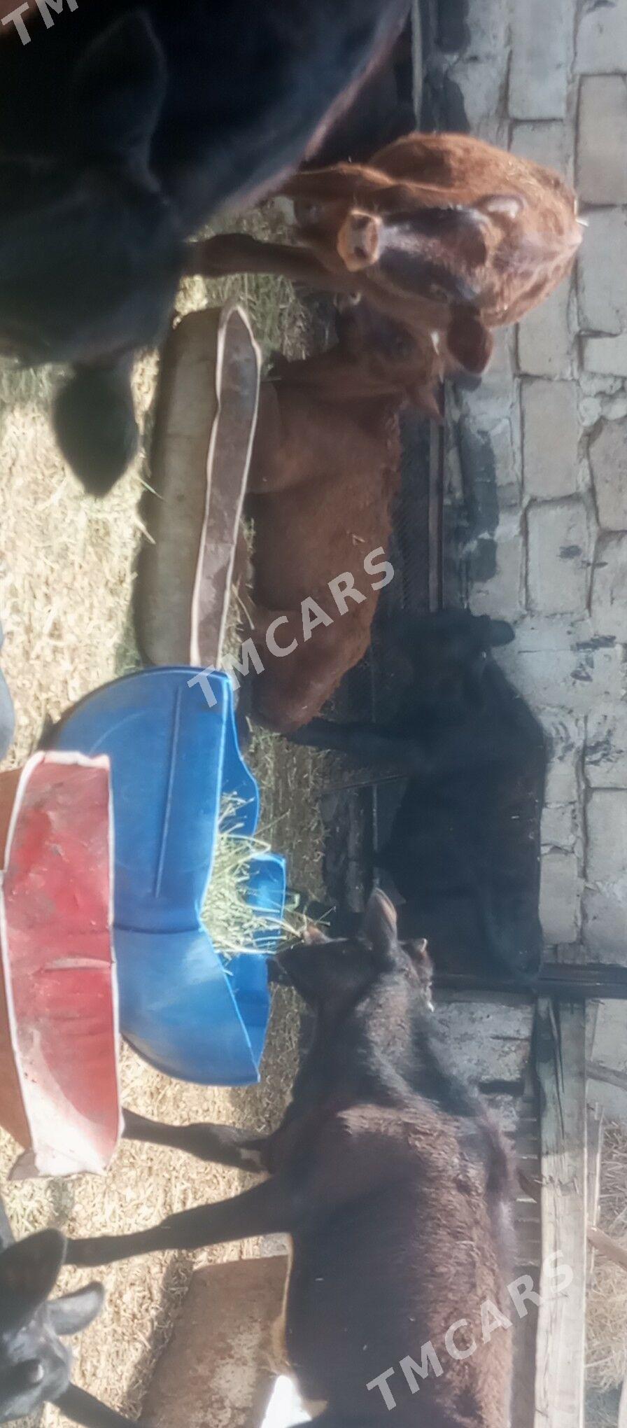öküzçe tüwe öküz göle - Ашхабад - img 2