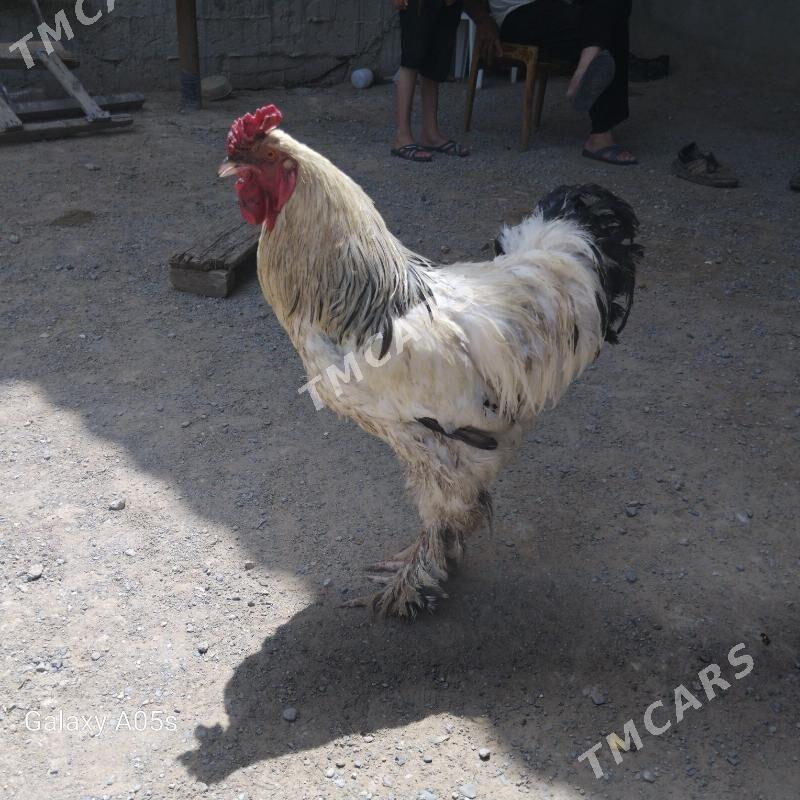 horaz - Çoganly - img 2