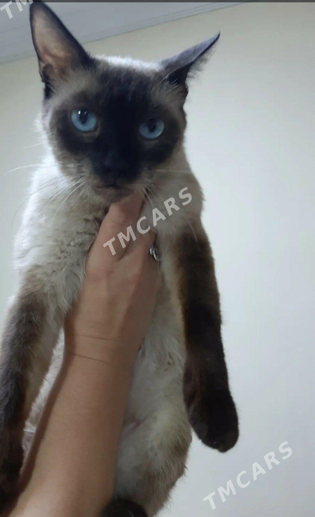 Отдам сиамскую кошечку и котят - 30 мкр - img 2