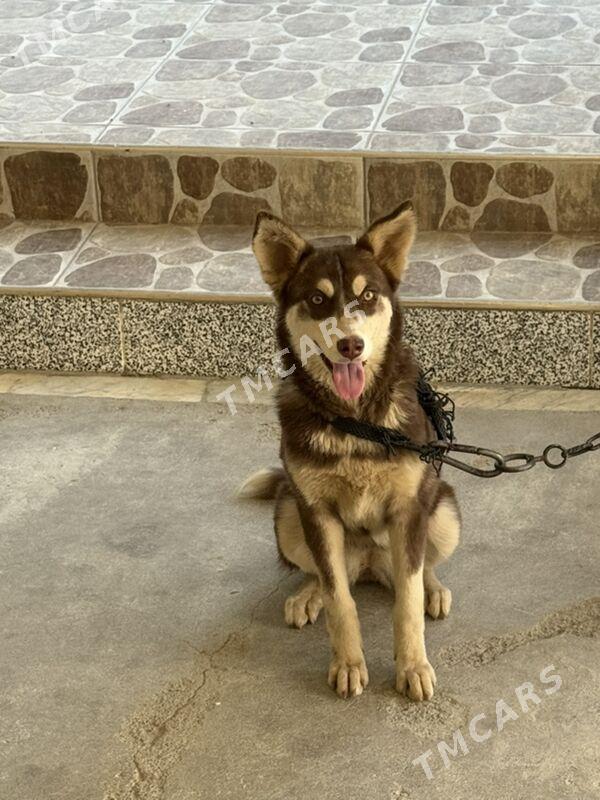 Haski - Aşgabat - img 2