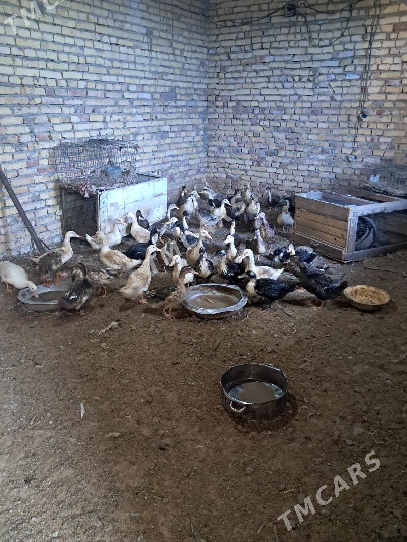 ordek - Türkmenabat - img 2