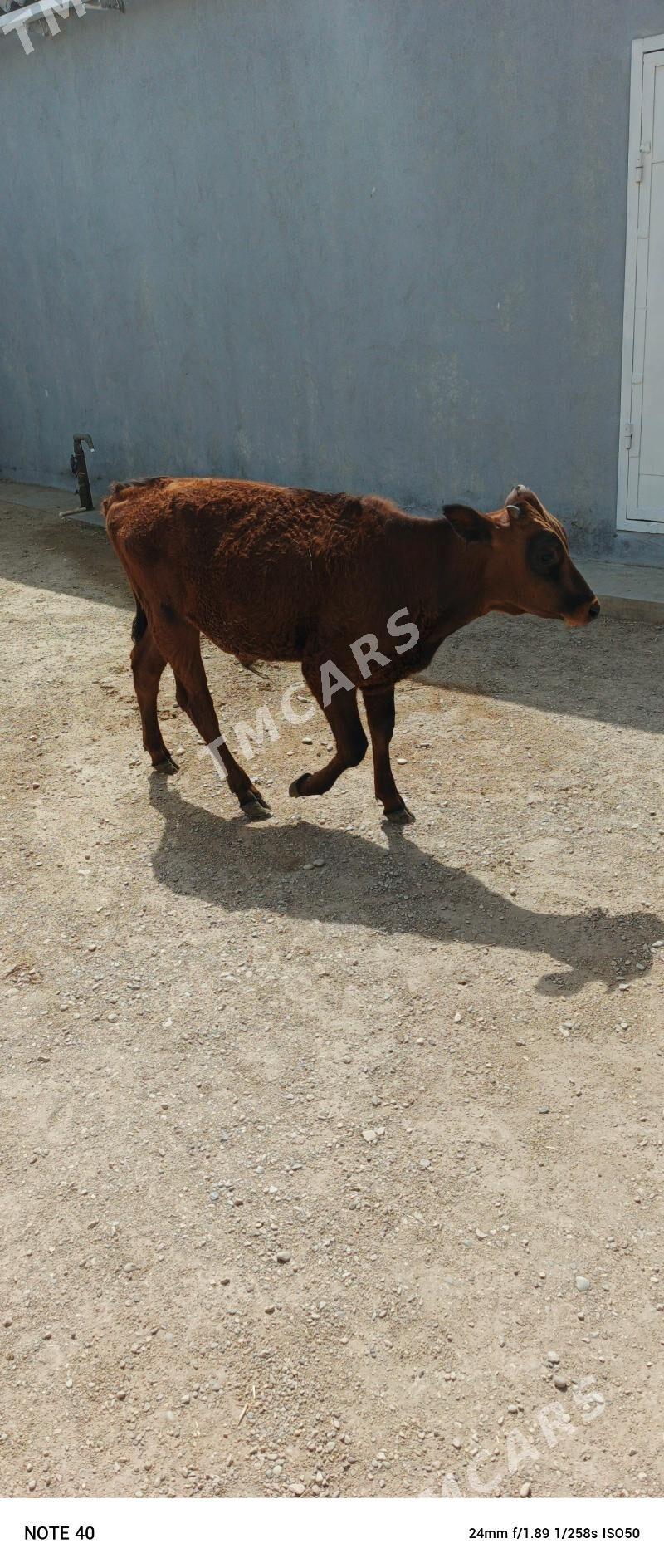 Öküz - Джебел - img 2