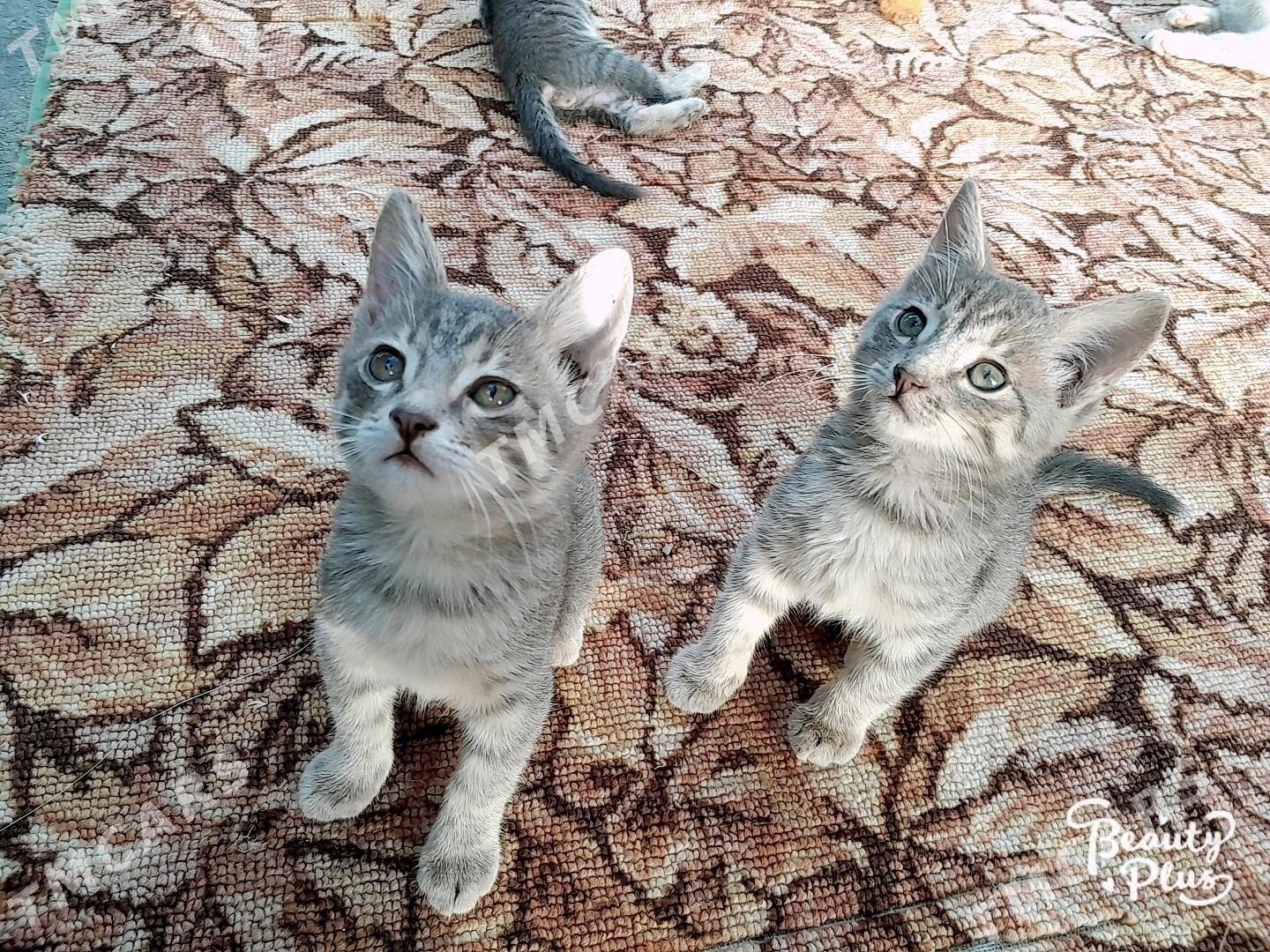 paroda pişik - Гёкдже - img 2