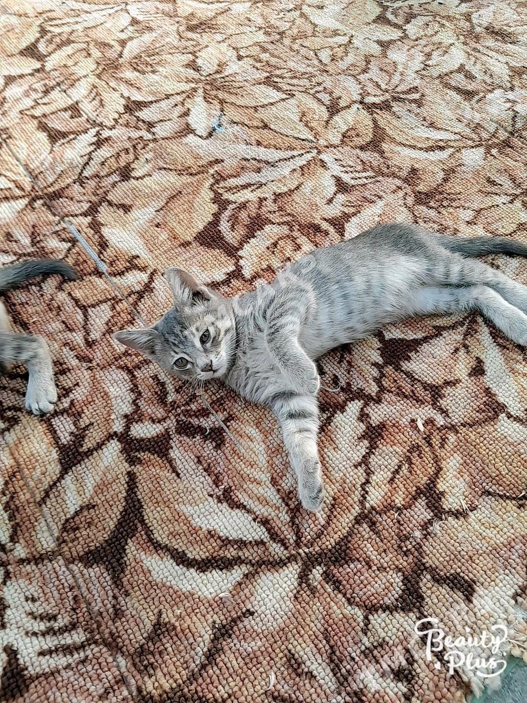 paroda pişik - Гёкдже - img 3