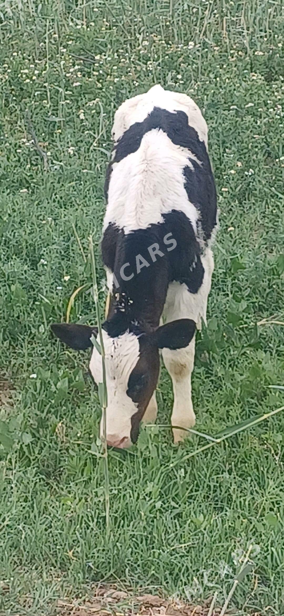 Galşteyin okuz - Şabat etr. - img 2