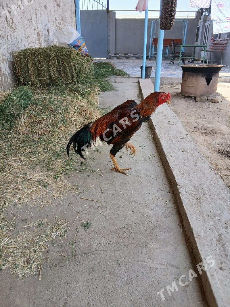 хораз - Çärjew - img 2