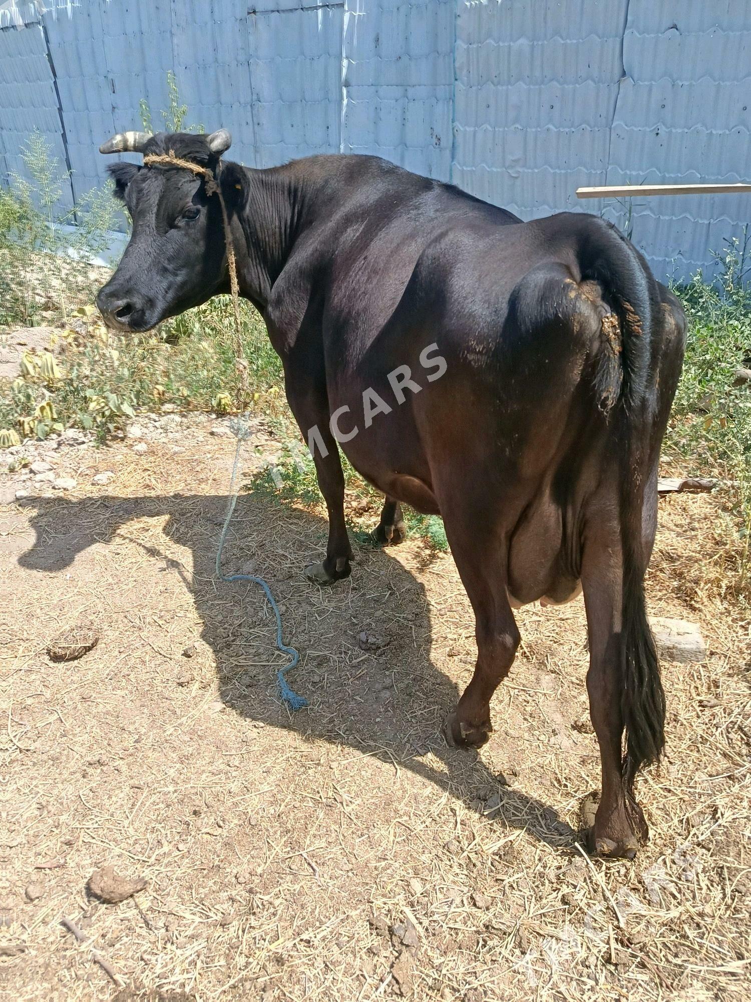 goleli. sygyr - Türkmenabat - img 2