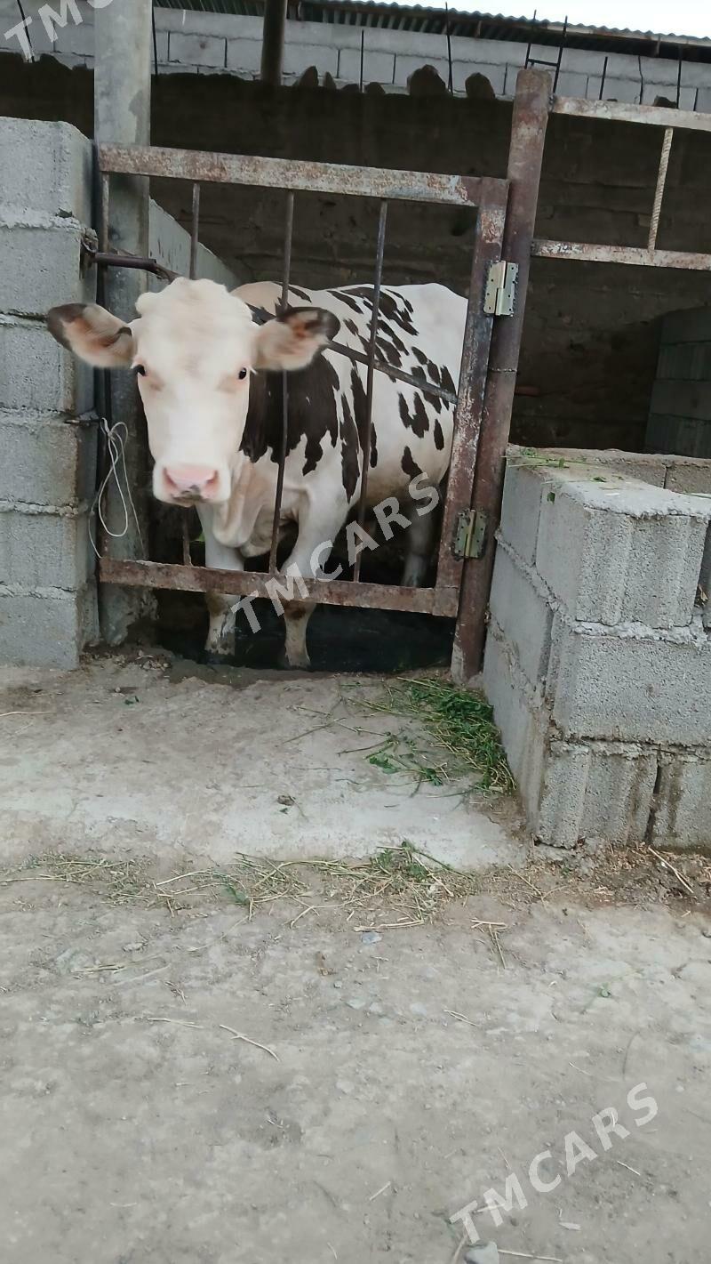 galşdeyn oküz - Gökdepe - img 2